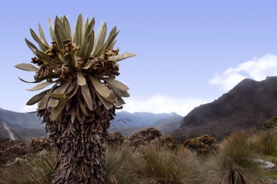Isagen preparing exploratory drilling for project in Colombia