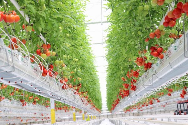 Koyuncu Group has completed Turkey’s most modern greenhouse